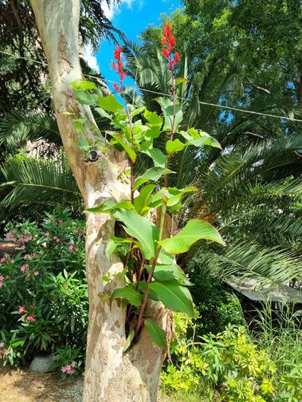 The image shows a vibrant red hibiscus flower growing on a tall, slender tree amidst a lush, green garden with palm trees and other foliage.

AI-generated content may be incorrect.