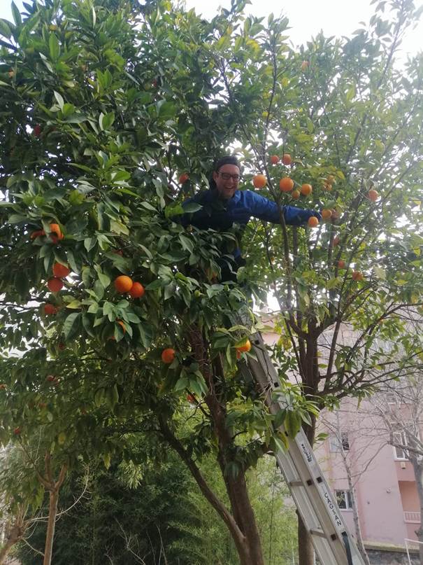 A person standing in a tree with oranges

AI-generated content may be incorrect.